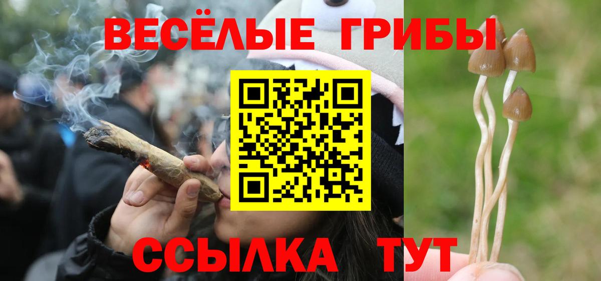 Псилоцибиновые грибы Psilocybe Саянск